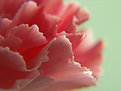 Picture Title - Carnation