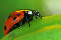 Picture Title - Ladybird