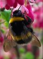 Picture Title - Bombus