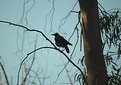 Picture Title - Lonely Bird