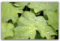 Picture Title - Leaf drops