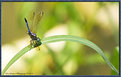 Picture Title - Dragonfly