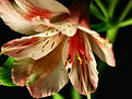 Picture Title - Lily Study 1