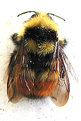 Picture Title - Orange Butt Bumblebee