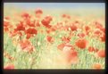 Picture Title - Windy Poppies