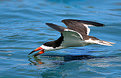 Picture Title - Skimmer Skimming