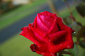 Picture Title - Red Rose
