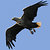 White tailed eagle