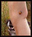 Picture Title - Ladybird hides from the Jaws of destruction