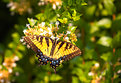 Picture Title - Afternoon Butterfly