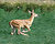runs like a deer