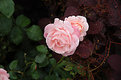 Picture Title - Pink Rose