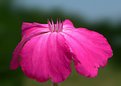 Picture Title - Queen (Lychnis coronaria)