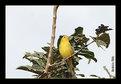 Picture Title - Canary