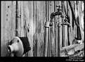 Picture Title - Forgotten Faucets 1