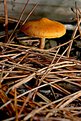 Picture Title - Lone Mushroom