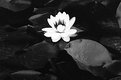 Picture Title - Water Lilly in Black and White