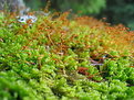 Picture Title - micro nature