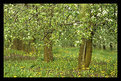 Picture Title - [apple orchard]