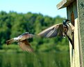 Picture Title - Tree Swallows