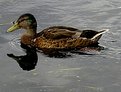 Picture Title - ... duck