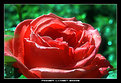 Picture Title - The Rose