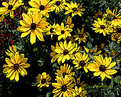 Picture Title - Black Eyed Susans