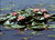 5 Water lilies