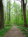 Picture Title - Green path