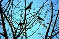 Picture Title - Birds Over The Tree