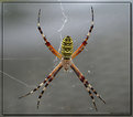 Picture Title - Wasp Spider