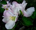 Picture Title - Crabapple in Bloom