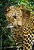 Leopard - YALA National Park - Sri Lanka
