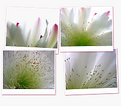 Picture Title - fiore di cactus