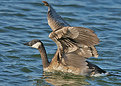 Picture Title - Canadian Goose