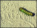 Picture Title - beautiful crawling