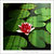 water lily 