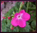 Picture Title - One Geranium Bloom