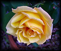 Picture Title - Morning Yellow Rose