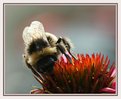 Picture Title - Bumble bee