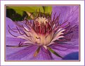 Picture Title - Hart from Clematis