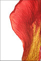 Picture Title - tulip petal