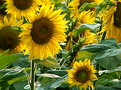 Picture Title - I Girasoli nḞ 5: Padre e Figlio