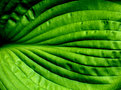 Picture Title - Green Abstract