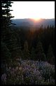 Picture Title - Lupine Sunset
