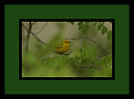Picture Title -  Small Green Bird
