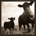 Picture Title - cow and calf no 2