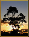 Picture Title - A Tree at Sunrise.
