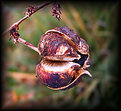 Picture Title - Seed Pod