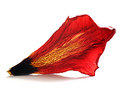 Picture Title - tulip petal (borderless) ii